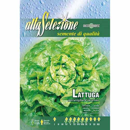 Sałata Meraviglia d'Inverno Morami interface.image 1 interface.art 87172