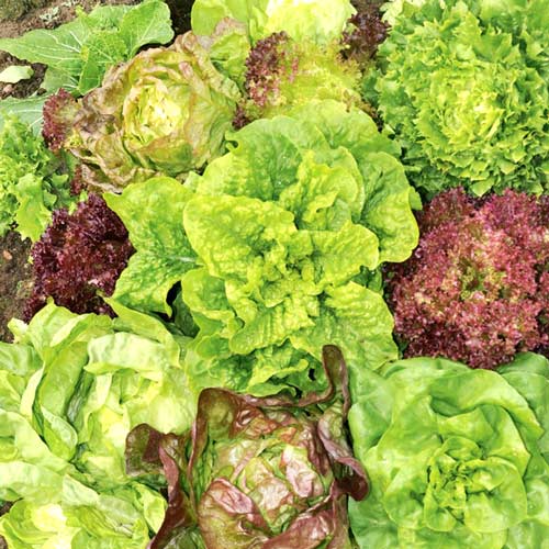 Sałata mieszanka odmian interface.image 1 interface.art 8738