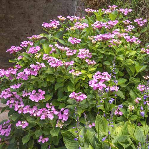 Hortensja Santiago PBR, С3 interface.image 1 interface.art 8550