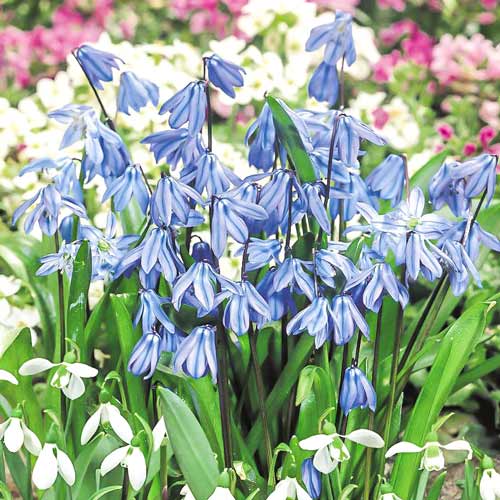 Cebulica syberyjska interface.image 1 interface.art 67446