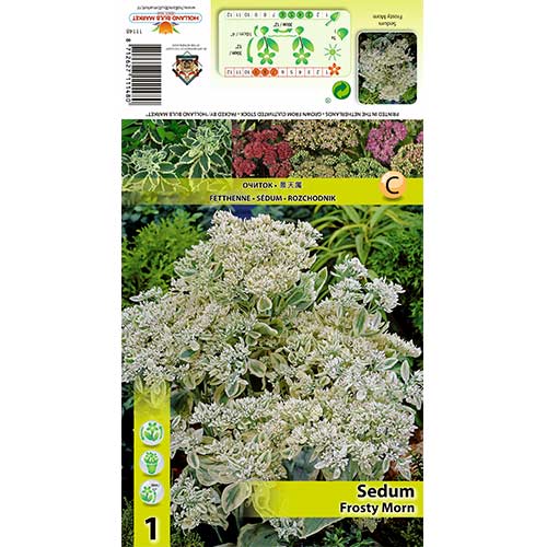 Rozchodnik Frosty Morn interface.image 1 interface.art 70487