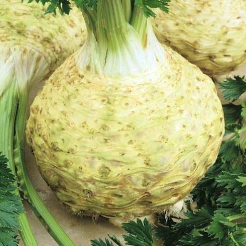 Seler korzeniowy Prager Reuzen interface.image 1 interface.art 66749