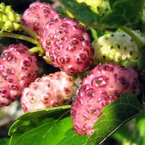 Morwa Pink Princess interface.image 1 interface.art 9247