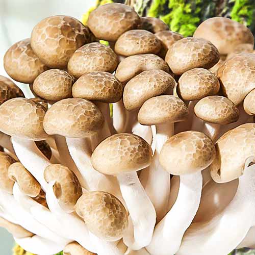 Shimeji interface.image 1 interface.art 9759