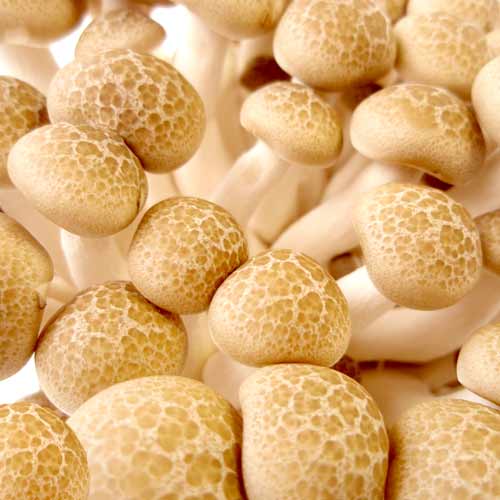 Shimeji interface.image 2 interface.art 9759