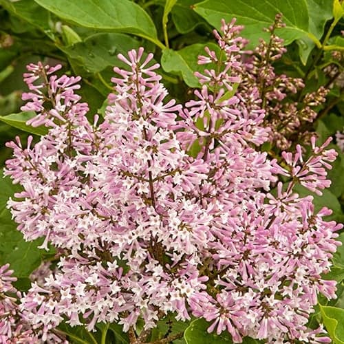 Lilak (Bez) Miss Kim, P9 interface.image 1 interface.art 9161