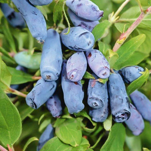 Jagoda kamczacka Kamczadałka interface.art zdjęcie 1 Jagoda kamczacka Kamczadałka interface.image 1 interface.art 9307