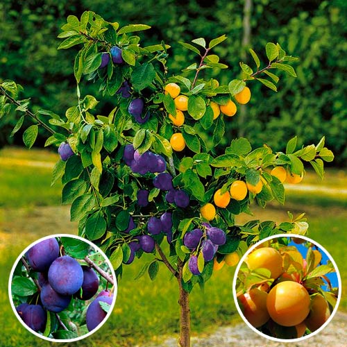 Śliwa DUO interface.image 1 interface.art 7146