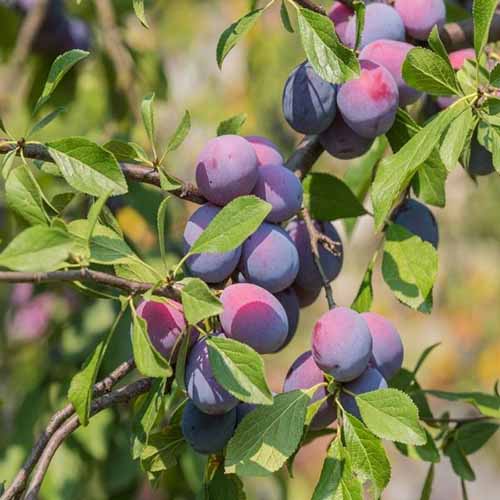 Śliwa Amers interface.art zdjęcie 1 Śliwa Amers interface.image 1 interface.art 4845