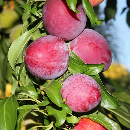 Śliwa (columnar) Red Lure interface.image 1 interface.art 2022