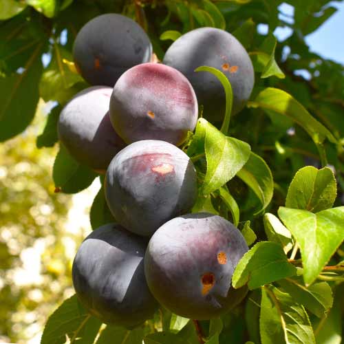 Śliwa (columnar) Sonic Lady interface.art zdjęcie 1 Śliwa (columnar) Sonic Lady interface.image 1 interface.art 2023