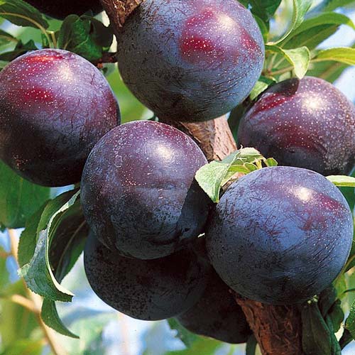 Śliwa Friar interface.image 1 interface.art 7961