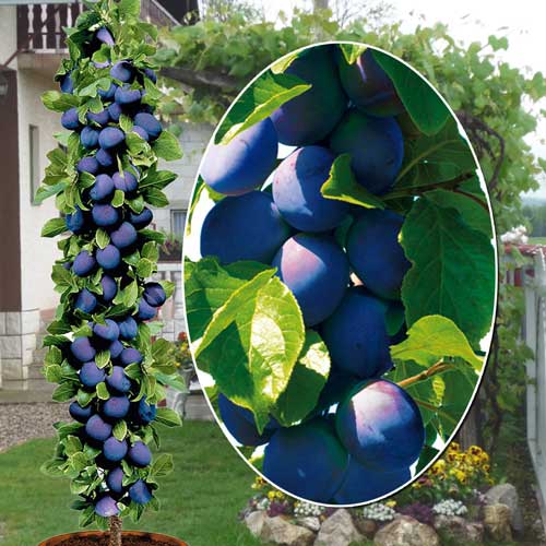 Śliwa kolumnowa Fruca, С2 interface.image 1 interface.art 1945