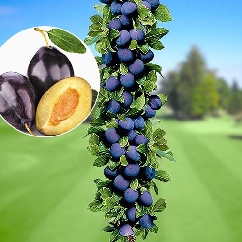 Śliwa kolumnowa Imperial, С2 interface.image 1 interface.art 1917