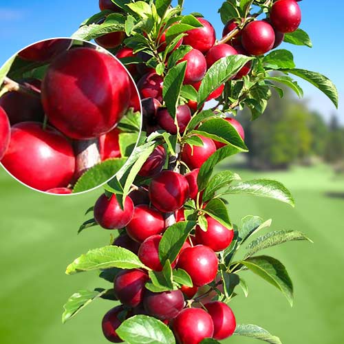 Śliwa kolumnowa Rubin, С2 interface.image 1 interface.art 1919