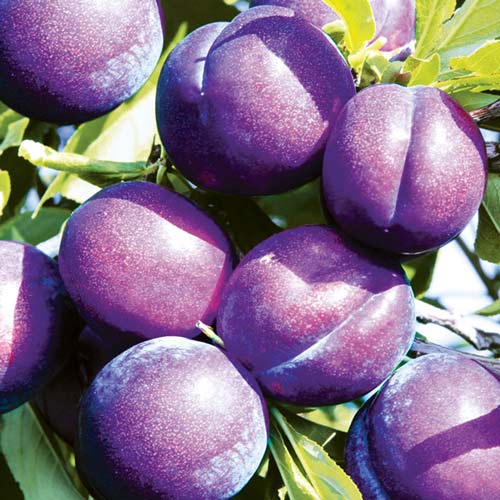 Śliwa Piky Loka interface.image 1 interface.art 7960