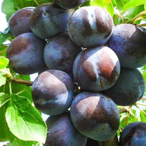 Śliwa President interface.image 1 interface.art 7491