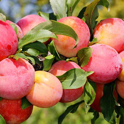 Śliwa Red Freedom interface.art zdjęcie 1 Śliwa Red Freedom interface.image 1 interface.art 4310