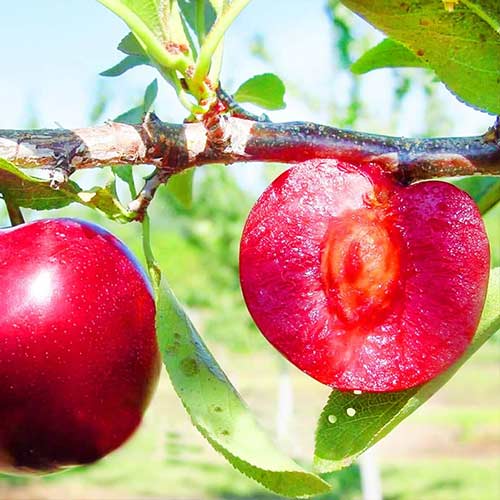 Śliwa Red Lure, С2 interface.image 1 interface.art 4311