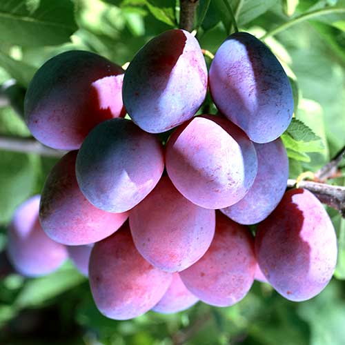 Śliwa Stanley, С2 interface.image 1 interface.art 4314