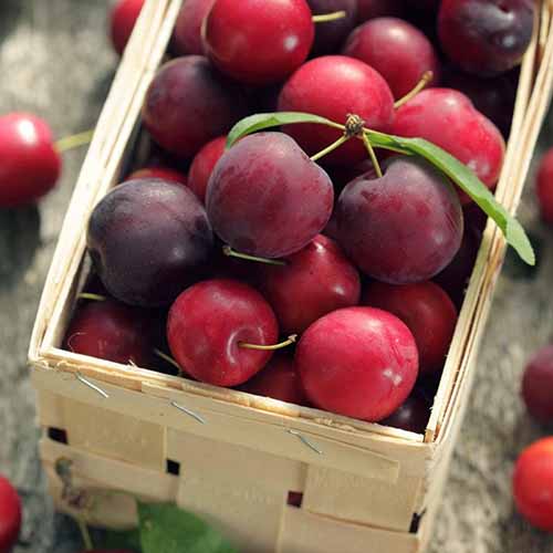 Śliwa wiśniowa Koromila interface.art zdjęcie 1 Śliwa wiśniowa Koromila interface.image 1 interface.art 4859