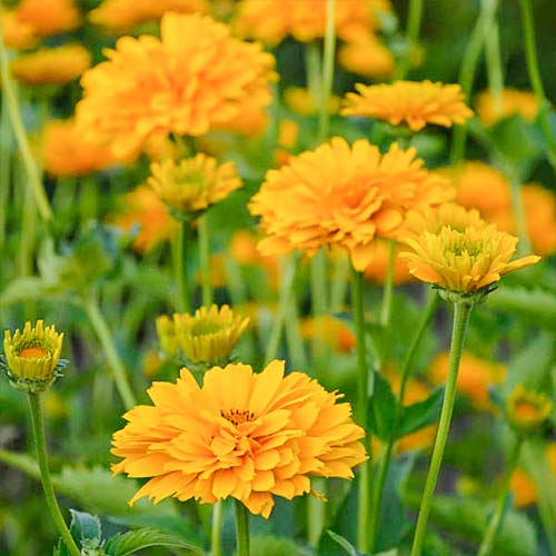 Słoneczniczek szorstki Summer Sun interface.image 1 interface.art 01324