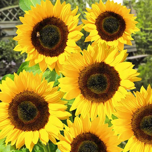 Słonecznik doniczkowy Polino Cola interface.image 1 interface.art 8782