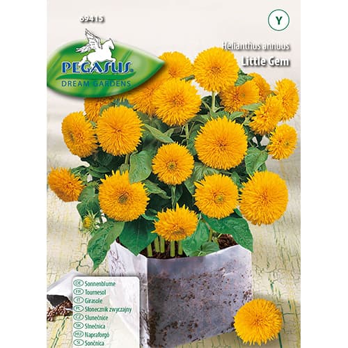 Slonecznik ozdobny Little Gem     interface.art zdjęcie 1 Slonecznik ozdobny Little Gem     interface.image 1 interface.art 96578