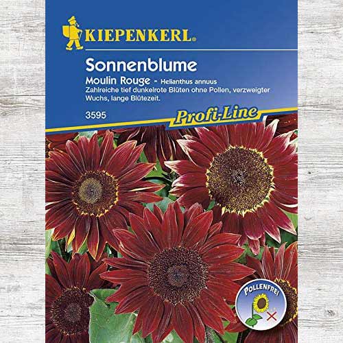 Słonecznik ozdobny Moulin Rouge interface.art zdjęcie 1 Słonecznik ozdobny Moulin Rouge interface.image 1 interface.art 86325