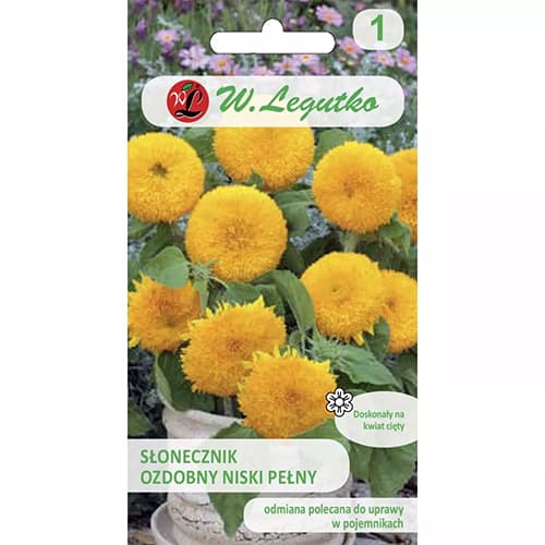 Słonecznik ozdobny Teddy Bear interface.image 1 interface.art 69629