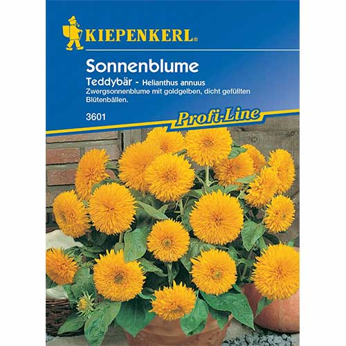 Słonecznik ozdobny Teddybär Kiepenkerl interface.image 1 interface.art 96581