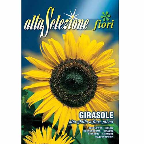 Słonecznik ozdobny wysoki pełny Morami interface.image 1 interface.art 96338