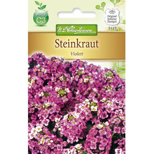 Smagliczka (Alyssum) Violett interface.image 1 interface.art 78919
