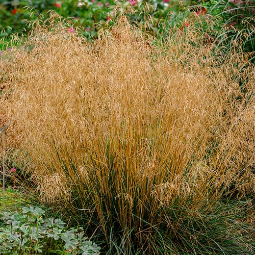 Smiałek darniowy Northern Lights interface.image 1 interface.art 5655