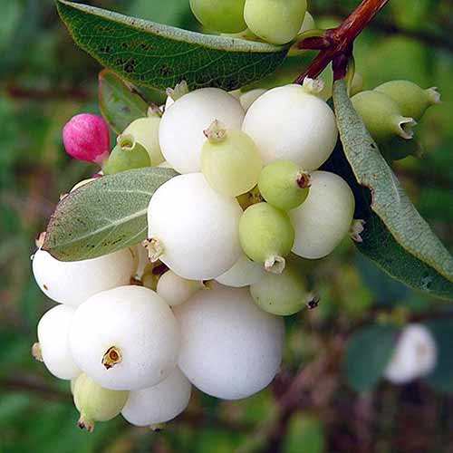 Śnieguliczka biała Alba interface.image 1 interface.art 4810