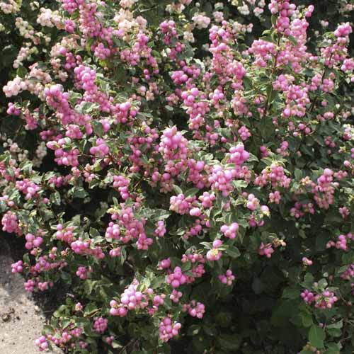 Śnieguliczka doorenbosa Amethyst, С2 interface.image 1 interface.art 8583