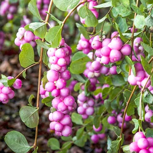 Śnieguliczka Magic Berry interface.image 1 interface.art 4483