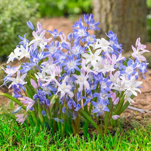 Śnieżnik, mix kolorów interface.image 1 interface.art 67322