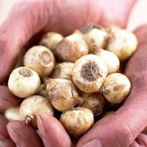 Śnieżnik, mix kolorów interface.image 2 interface.art 67322