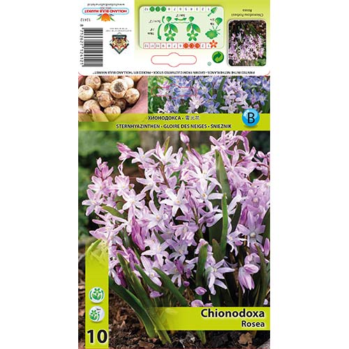 Śnieżnik Rosea interface.image 1 interface.art 67323