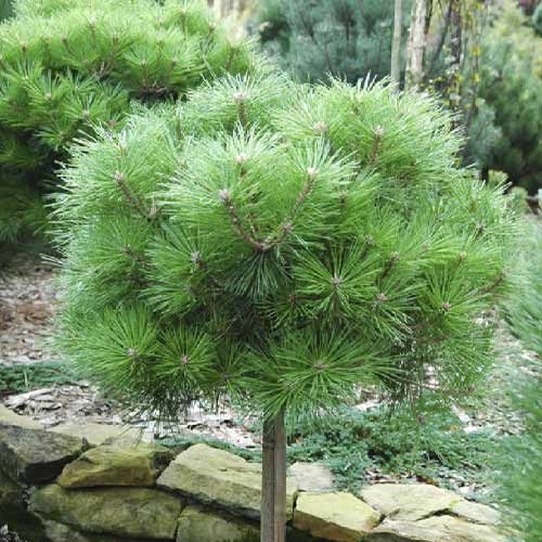 Sosna czarna Brepo, C5 interface.image 1 interface.art 8255