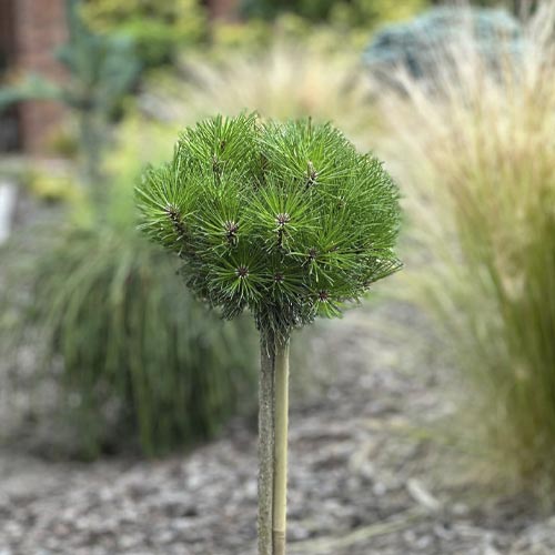 Sosna czarna Merci PBR, C5 interface.art zdjęcie 1 Sosna czarna Merci PBR, C5 interface.image 1 interface.art 8256