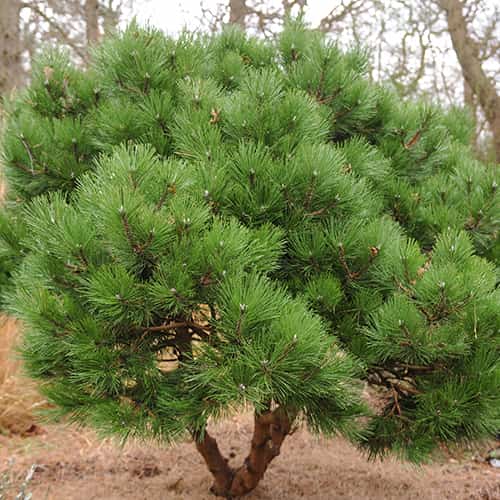 Sosna czarna, C2 interface.image 1 interface.art 9689