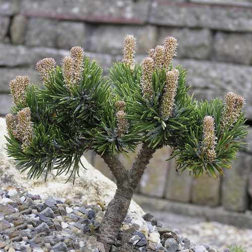 Sosna himalajska Jacobsen, C4 interface.image 1 interface.art 8251