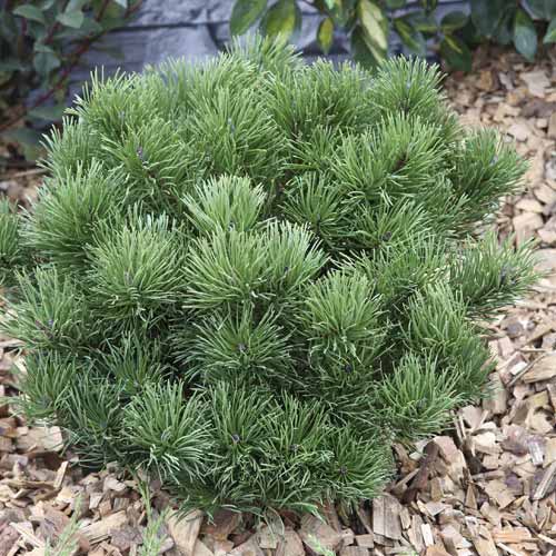 Sosna himalajska Pumillio, C2 interface.art zdjęcie 1 Sosna himalajska Pumillio, C2 interface.image 1 interface.art 7748