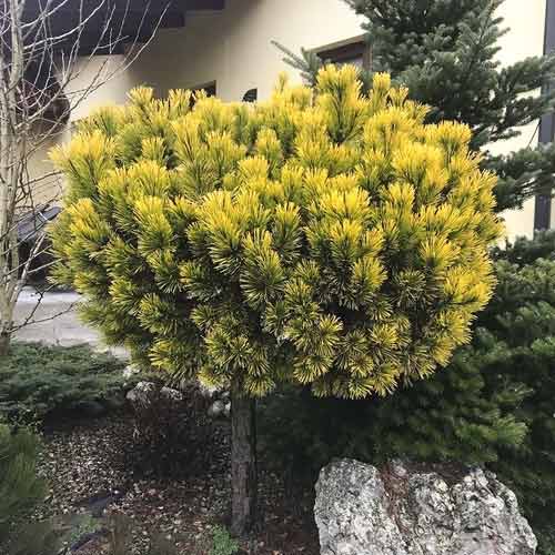 Sosna himalajska Wintergold, C4 interface.image 1 interface.art 8254