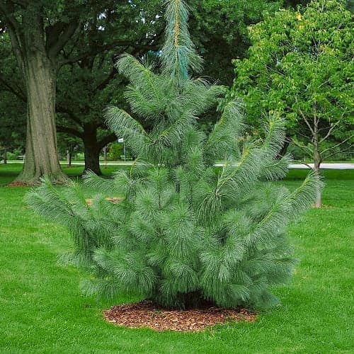 Sosna himalajska, Р9 interface.image 1 interface.art 9409