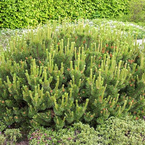 Sosna (Kosodrzewina) Pumilio interface.art zdjęcie 1 Sosna (Kosodrzewina) Pumilio interface.image 1 interface.art 9461