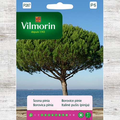 Sosna pinia interface.image 1 interface.art 86652