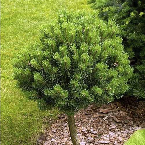 Sosna pospolita Treasure, C5 interface.image 1 interface.art 8260